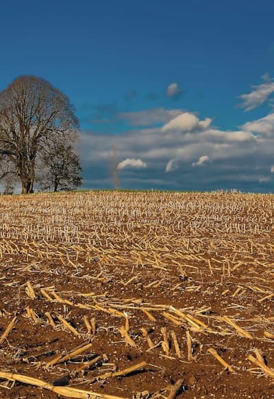 Assessing soil quality is crucial for successful bean growth.