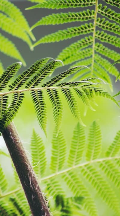 Bean plant watering and care tips.