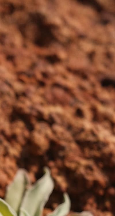 A guide to planting and growing healthy bean plants