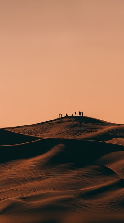 Soil moisture meter, monitoring bean seed watering needs