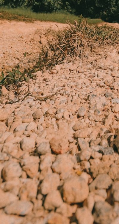 Beans thrive in well-drained soil
