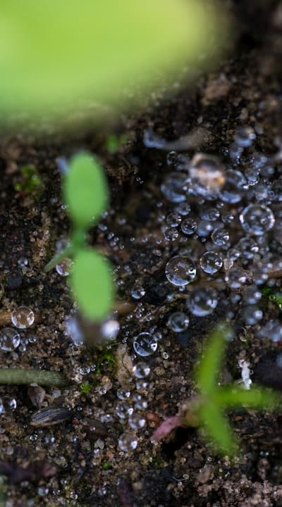 Tips for watering and fertilizing your bean plants