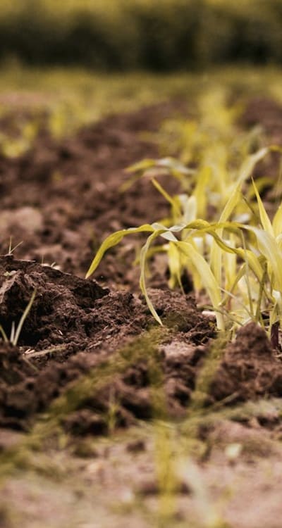 Moist soil is important for healthy beet seedlings.