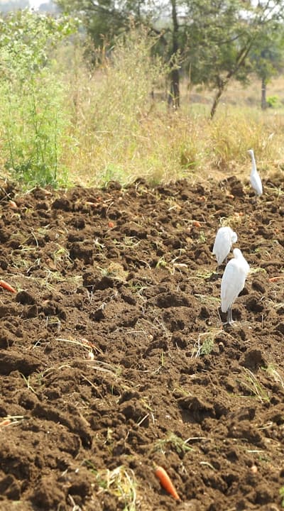Germinating beet seeds in optimal growing conditions.