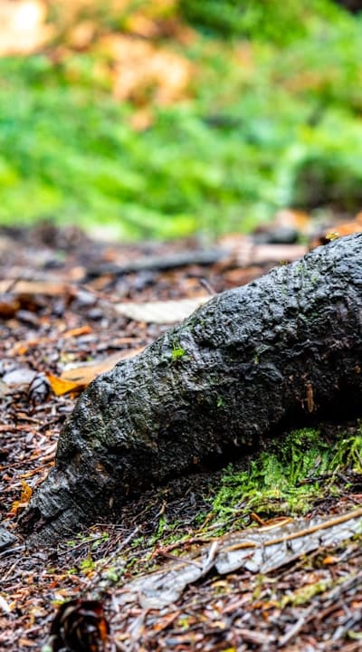 Begonia bulbs being planted in soil.