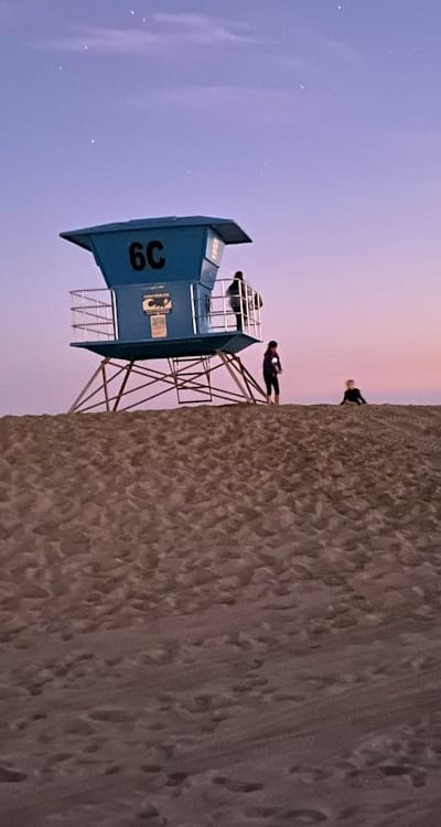 Alt text: Healthy bell pepper plants in nutrient-rich soil