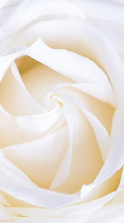 Consistent watering schedule for successful growth of biennial flowers.