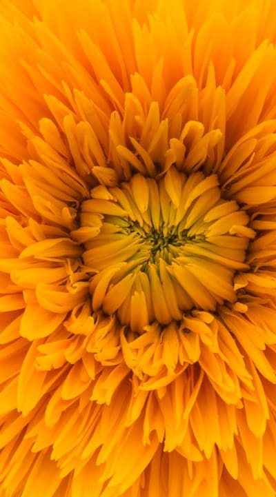 Prep your soil with compost and organic matter.