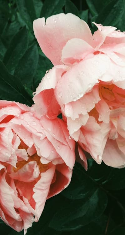 Preparing the soil for biennial flower seeds