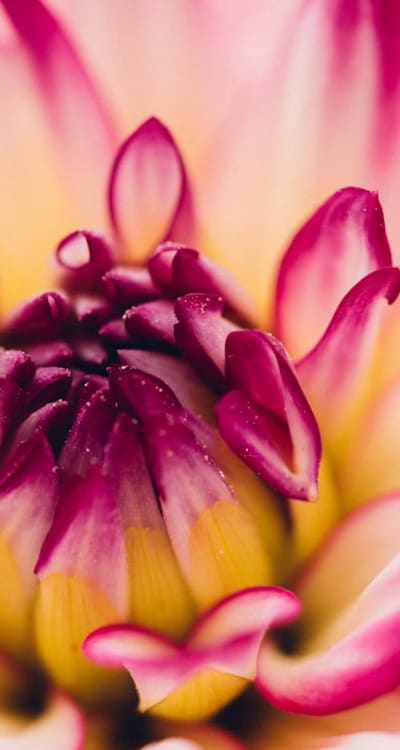 Preparing soil and planting biennial flowers in xeriscape garden.