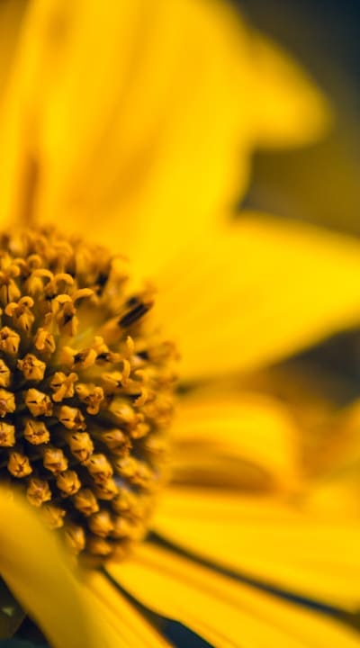For optimal growth, prepare the soil before sowing biennial flowers.