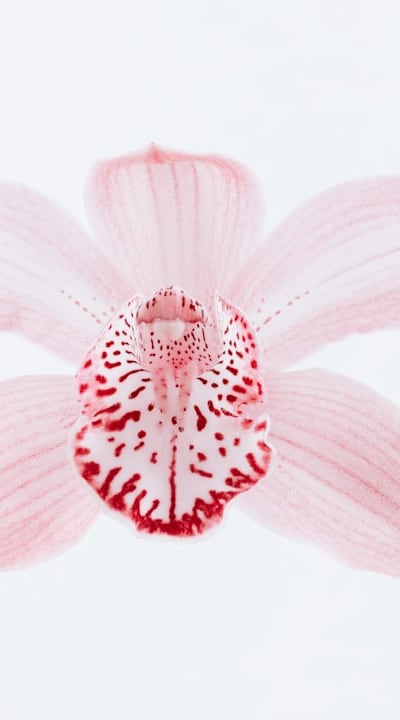 Preparing soil for optimal biennial flower growth.