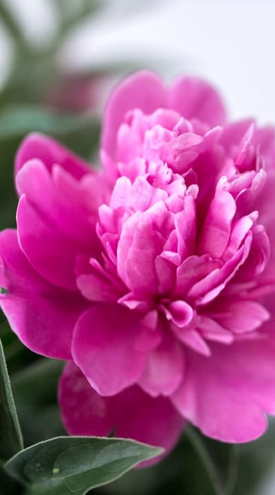 Seed sowing for biennial flowers.