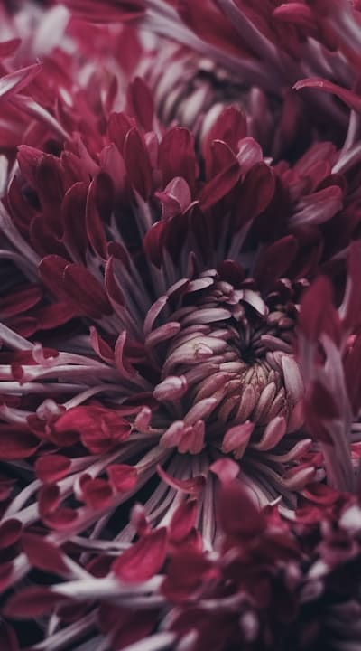 A guide to preparing soil for healthy bulb flowers