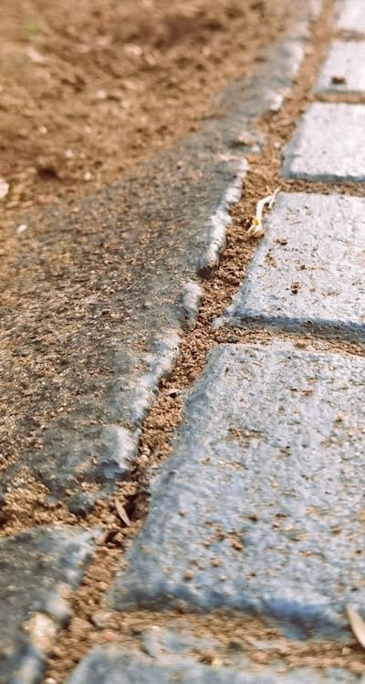 Fall flowering bulbs and bulb pests