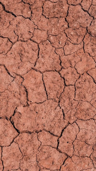 Preparing soil for planting caladium bulbs