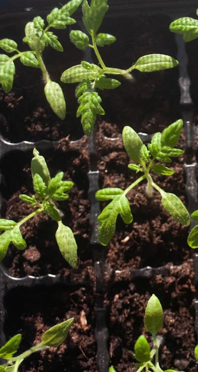 Caladiums with Vibrant Foliage and Easy Care Requirements