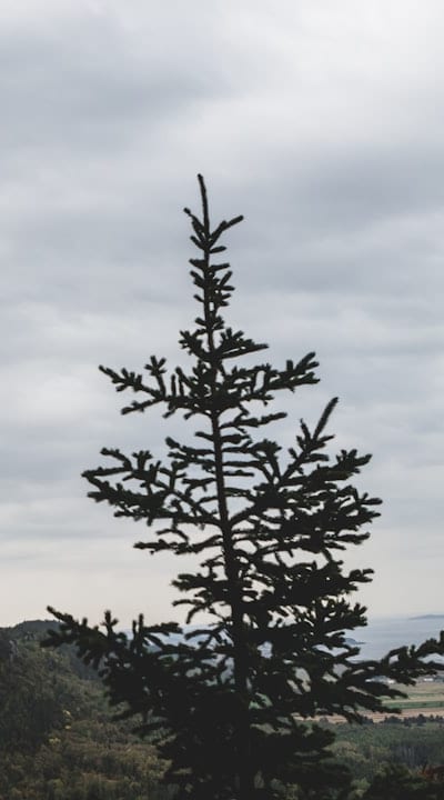 Planting and Germination: Setting the Foundation for Growth