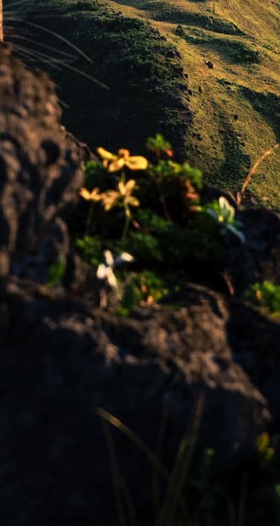 Proper watering is crucial for healthy climbing plants.