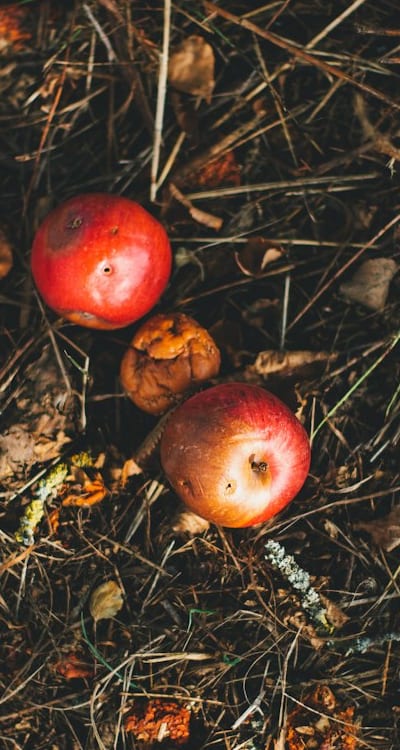 Organic fertilizers enrich the soil with essential nutrients.