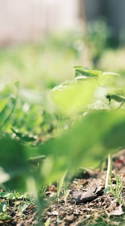 Planting seedlings with organic compost for better growth.