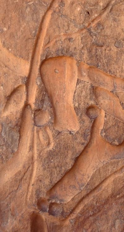 Soil preparation with compost for biennial flowers