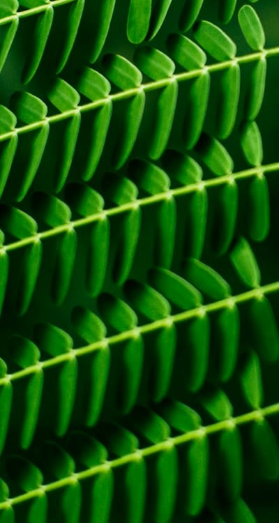 Healthy cucumber plants growing in nutrient-rich soil.