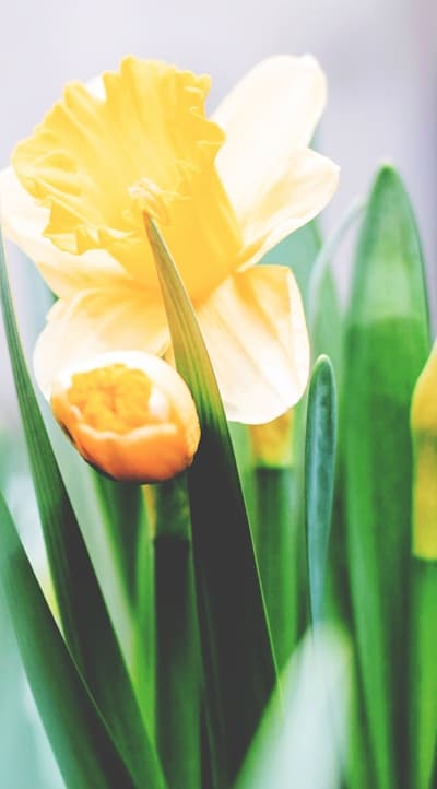 Sowing cut flower seeds in prepared soil