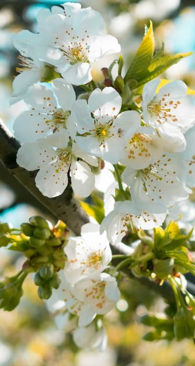 A guide to growing beautiful cut flowers