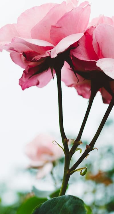 Planting and caring for biennial flower seeds.