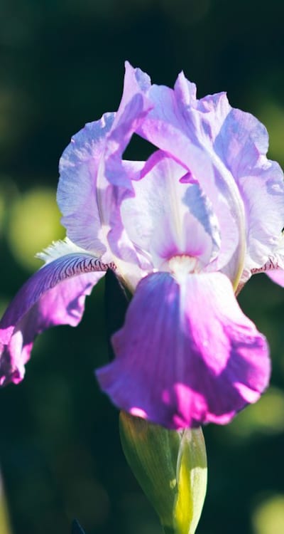Watering techniques for healthy organic flower seed growth.