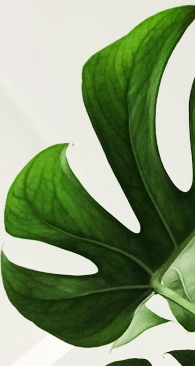 Transplanting biennial flower seedlings requires care and attention.