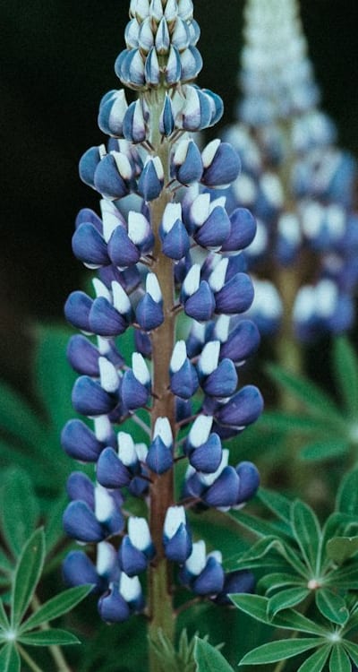 Preparing your garden for shade-tolerant cut flower seeds.