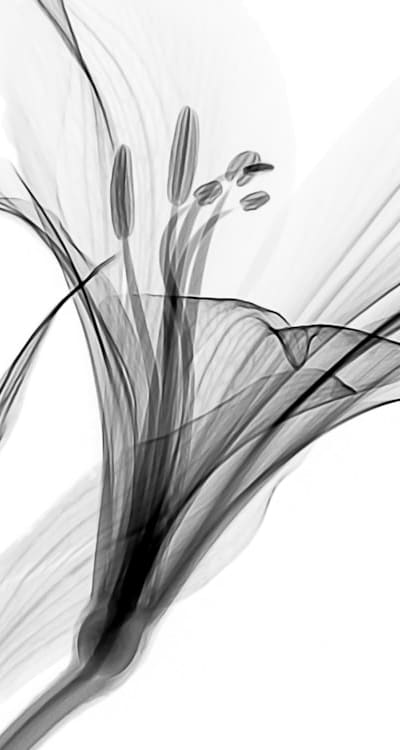 A well-prepared soil is the foundation for a beautiful cottage garden.