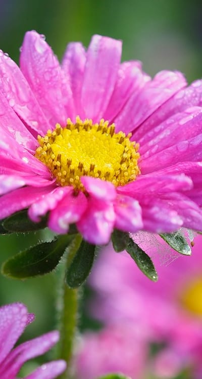 Planting dwarf flower seeds in prepared soil.