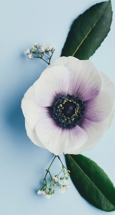 Maximizing success of annual flower seeds germination.