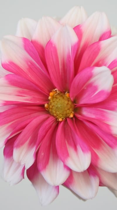 Preventing overwatering is crucial for delicate flower seeds.