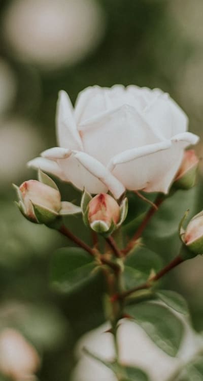 Growing vibrant annual flowers from seeds in organic gardening.