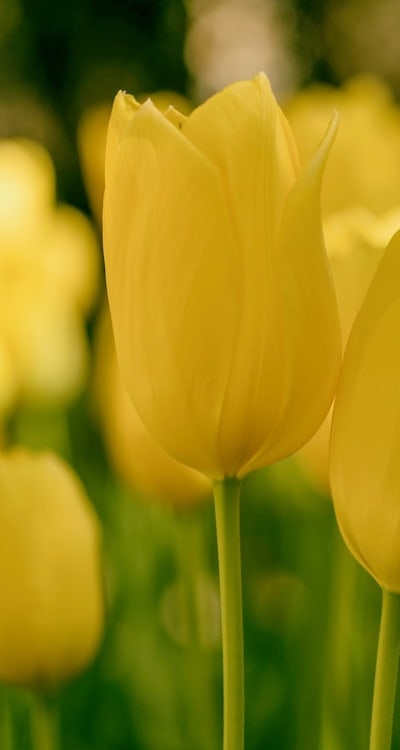 Thinning Cut Flower Seedlings in garden