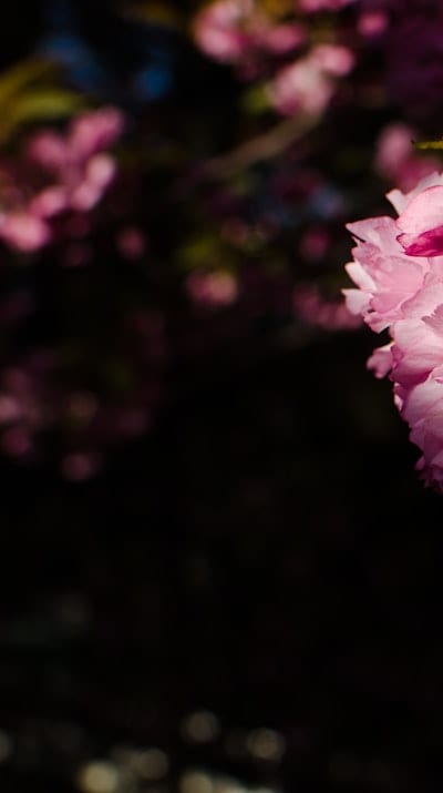 Starting perennial flowers from seed in your garden.