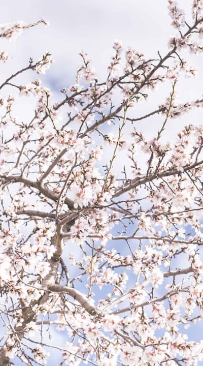Preparing the soil for healthy flower growth.