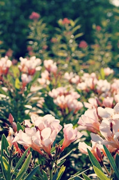 Testing your soil for optimal flower growth.