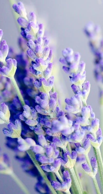 Proper watering is crucial for healthy, fragrant flowers.