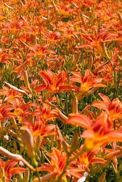 A garden with vibrant blooms ready to grow.