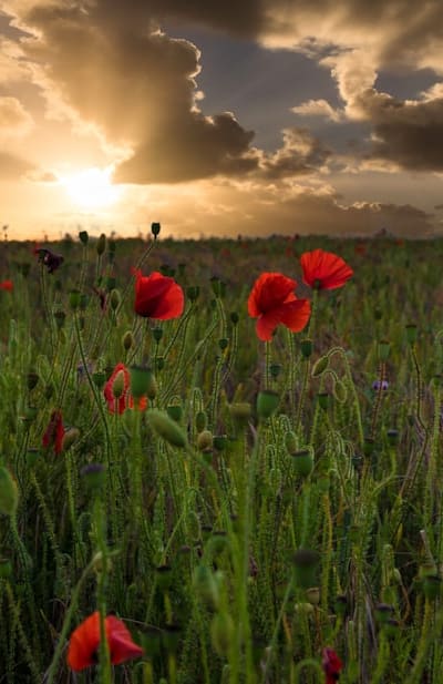 Preparing the soil for healthy flower growth.