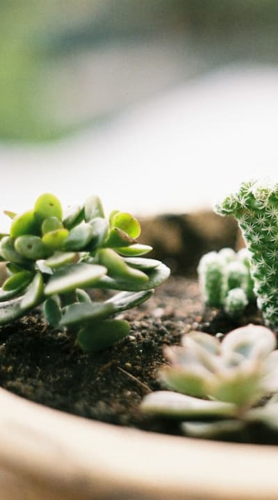 Fertile soil for fragrant flowers: enrich with organic matter.