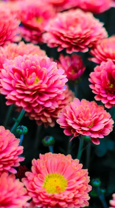 A guide to sowing drought-tolerant annual flower seeds.