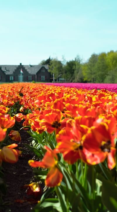 Proper watering and mulching for healthy flowers