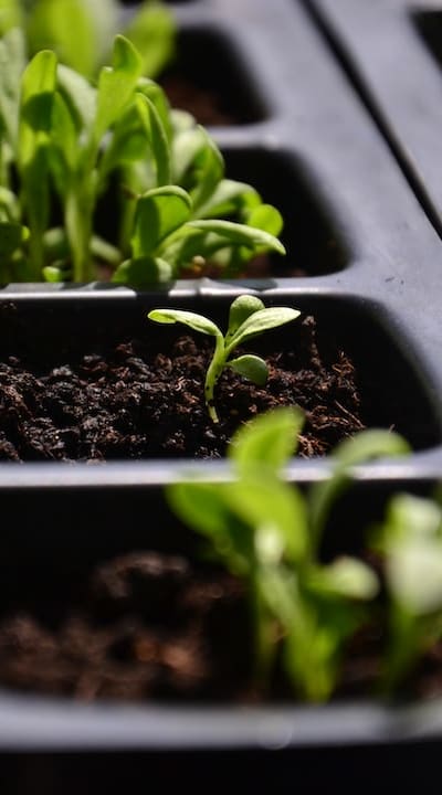 Preparing the soil for biennial flowers in winter