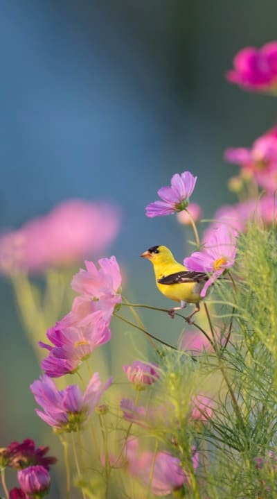Nurturing fragrant flowers on trellises